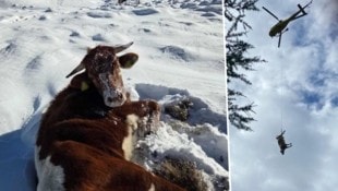 Für die scheue und geschwächte Kalbin, die alleine auf der Rosaninalm im Schnee unterwegs war, ...