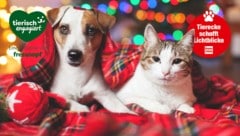 Weihnachten ist das Fest der Liebe – Hund und Katze schenken uns diese bedingungslose Zuneigung ...