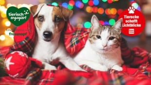 Weihnachten ist das Fest der Liebe – Hund und Katze schenken uns diese bedingungslose Zuneigung ...