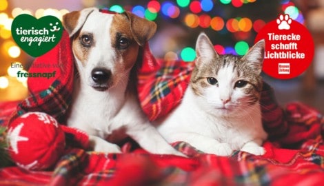 Weihnachten ist das Fest der Liebe – Hund und Katze schenken uns diese bedingungslose Zuneigung ...