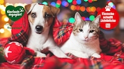 Weihnachten ist das Fest der Liebe – Hund und Katze schenken uns diese bedingungslose Zuneigung ...