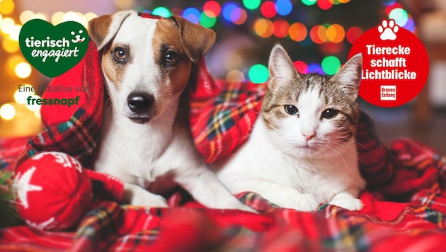 Weihnachten ist das Fest der Liebe – Hund und Katze schenken uns diese bedingungslose Zuneigung ...