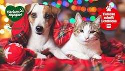 Weihnachten ist das Fest der Liebe – Hund und Katze schenken uns diese bedingungslose Zuneigung ...