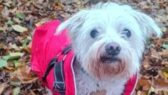 Der kleine Havaneser versteht die Welt nicht mehr.