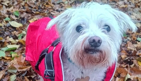Der kleine Havaneser versteht die Welt nicht mehr.