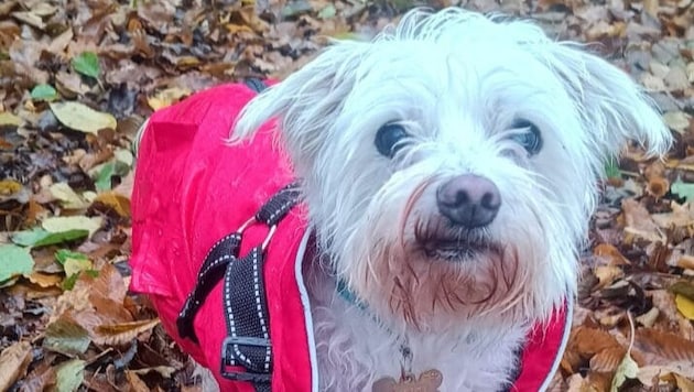 Der kleine Havaneser versteht die Welt nicht mehr.