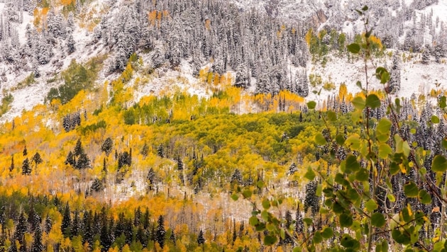 Im Bild: Big Cottonwood Canyon