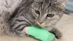 „Luna“ überlebte nur knapp!