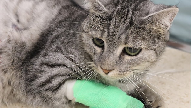 „Luna“ überlebte nur knapp!