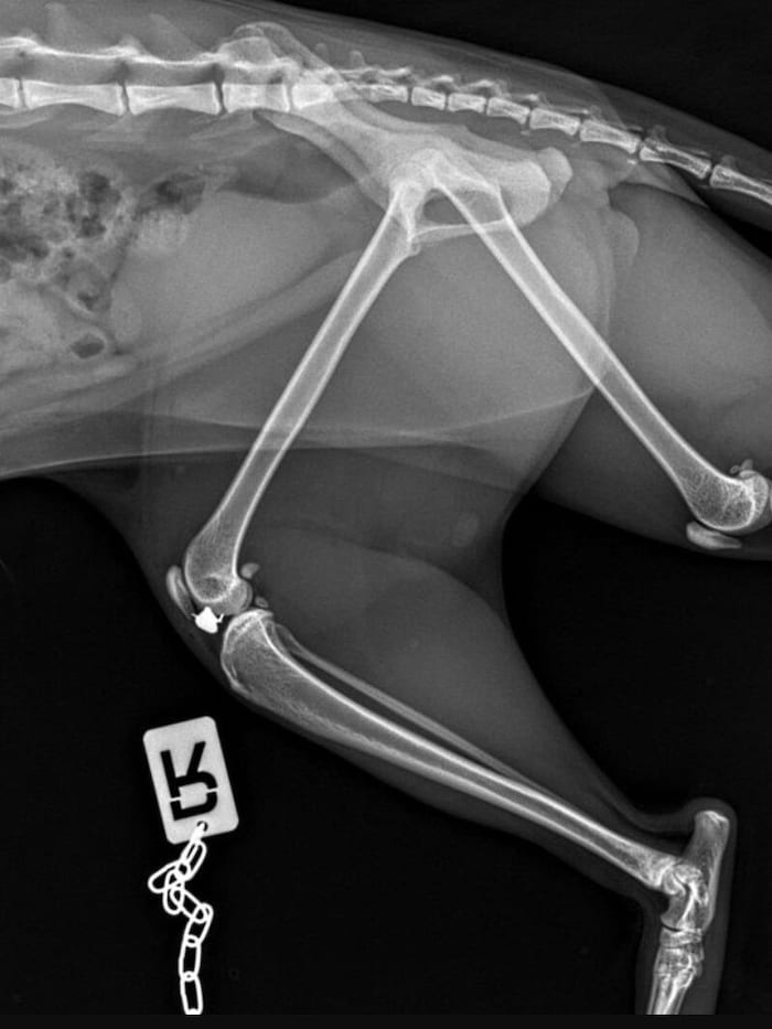 Das Projektil steckte tief im Knie des Tieres.