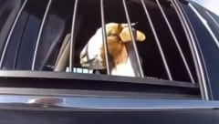 Der Polizist las dem frechen Ziegenbock sogar seine Rechte vor.