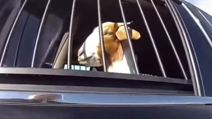 Der Bock gehorchte folgsam – gab sich aber nicht schweigsam.