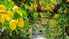 Italienische Zitronen aus Sorrento (Amalfiküste). Die Stadt bekannt für ihre großen Zitronen.