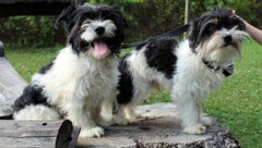 Diese beiden Hunde haben schon ein Zuhause – viele andere leider nicht.