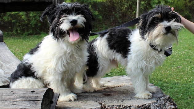 Diese beiden Hunde haben schon ein Zuhause – viele andere leider nicht.