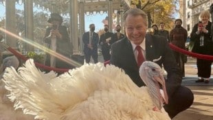 Dieser Truthahn lebt das ganze Jahr über in Platzers Hotel. 