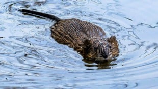 Biber sind laut LK in OÖ nicht mehr nur an großen, sondern längst auch an kleinen Gewässern ...