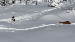 Die Katzen streiften in Aufstiegsspuren der Wintersportler in Richtung Wieserhörndl herum.