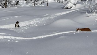 Die Katzen streiften in Aufstiegsspuren der Wintersportler in Richtung Wieserhörndl herum.