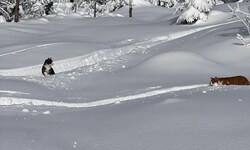Die Katzen streiften in Aufstiegsspuren der Wintersportler in Richtung Wieserhörndl herum.