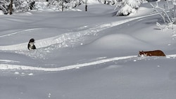 Die Katzen streiften in Aufstiegsspuren der Wintersportler in Richtung Wieserhörndl herum.