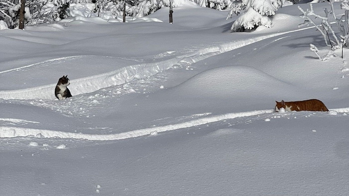 Die Katzen streiften in Aufstiegsspuren der Wintersportler in Richtung Wieserhörndl herum.