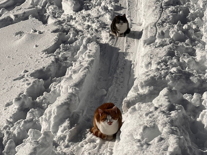 Die Katzen sind laut Augenzeugen scheu und ließen sich nicht per Hand einfangen.