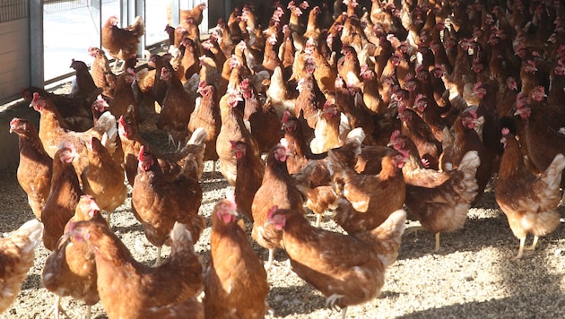 Forschende warnen vor einer Vogelgrippe-Pandemie.