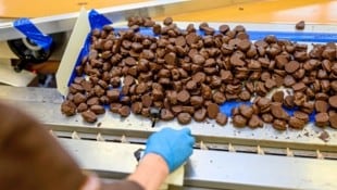 Pralinen, so weit das Auge reicht. Die Produktion für Weihnachten läuft auf Hochtouren.