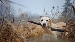 Dichte Nebelfelder in ganz Österreich.