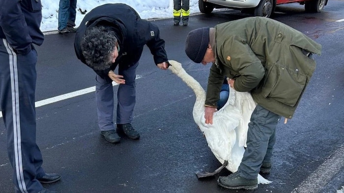 Der gerettete Schwan wurde wieder in die Freiheit entlassen.