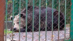 Die arme Bärin Mici noch vor der Rettung in ihrem Verlies.