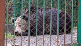 Die arme Bärin Mici noch vor der Rettung in ihrem Verlies.