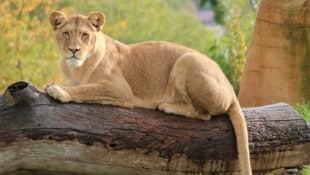 Die Löwin lief zu dem Mann hin, der in ihr Gehege gekommen war. (Symbolbild)