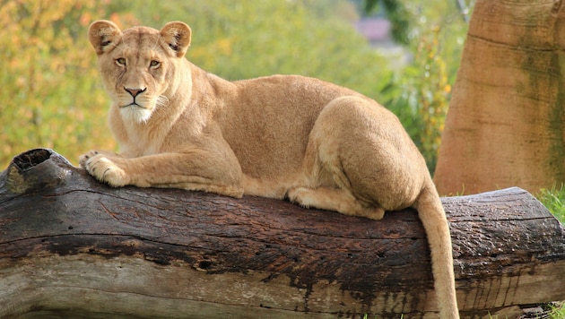 Die Löwin lief zu dem Mann hin, der in ihr Gehege gekommen war. (Symbolbild)
