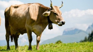 Der Alpsommer ist immer auch mit dem Risiko einer TBC-Infektion verbunden.