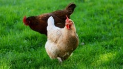 Die Jugendlichen sollen ein Huhn gestohlen und dem Tier dann auch noch Bier zum Trinken gegeben ...
