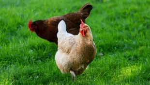 Die Jugendlichen sollen ein Huhn gestohlen und dem Tier dann auch noch Bier zum Trinken gegeben ...
