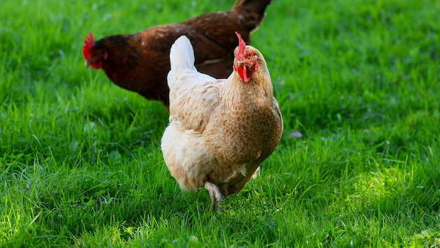 Die Jugendlichen sollen ein Huhn gestohlen und dem Tier dann auch noch Bier zum Trinken gegeben ...