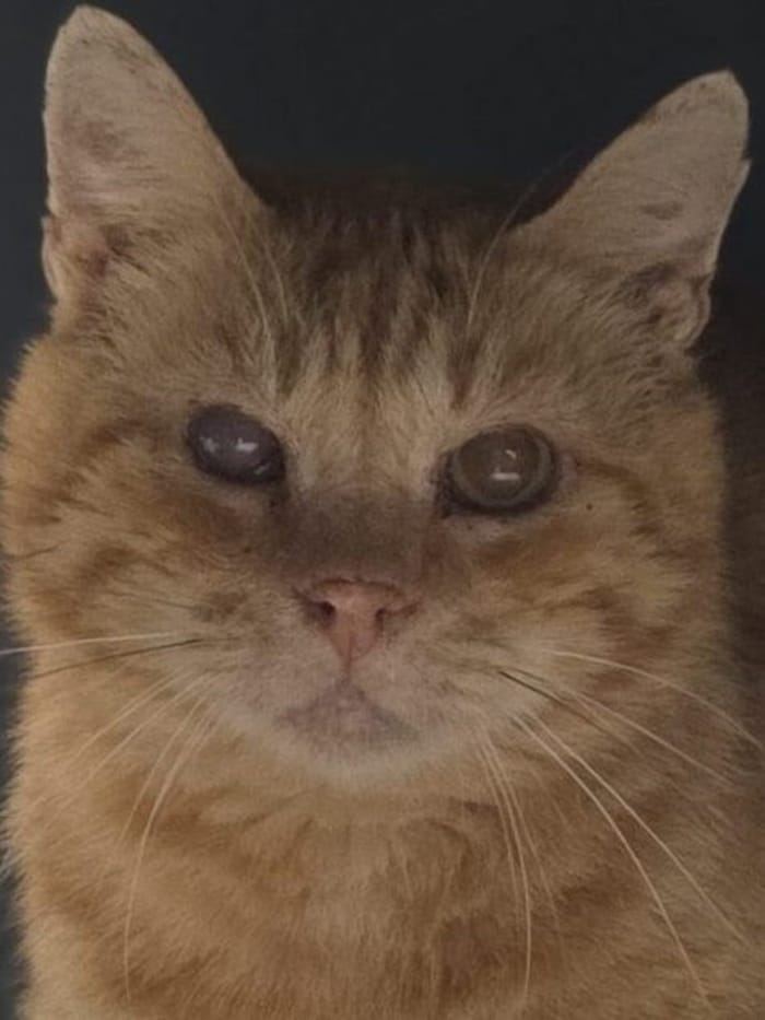 Kosmo fühlt sich sehr allein.