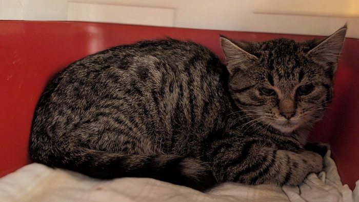 Wem gehört dieses Katzerl?