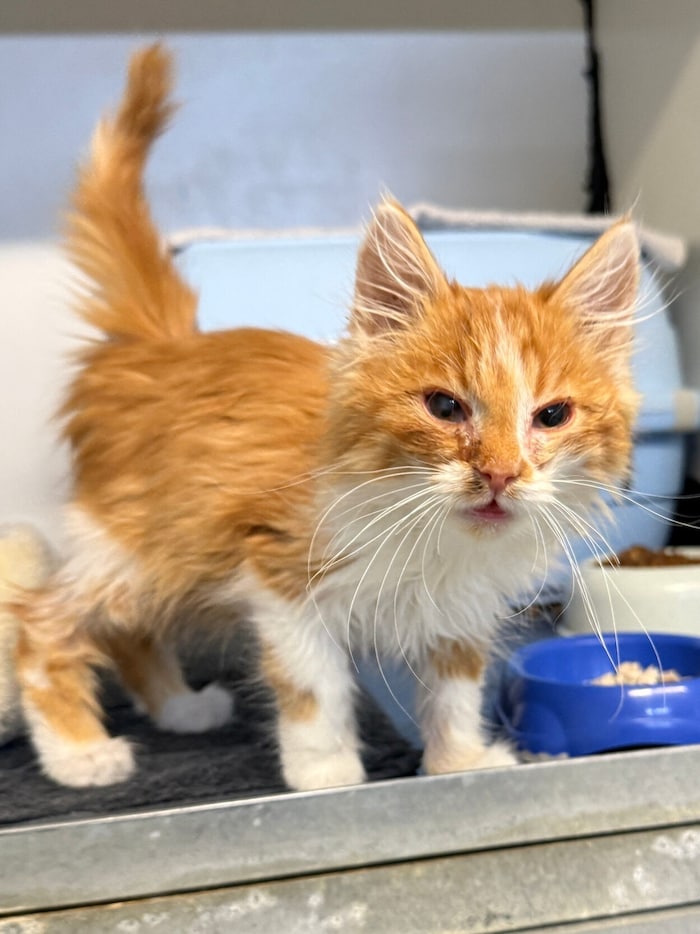 Beim Grazer Citypark geborgen