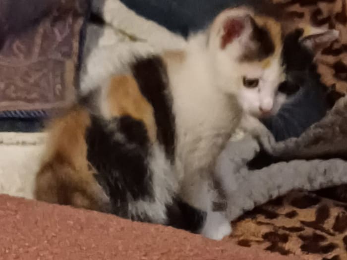 Katzenmäderl vermisst