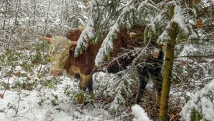 Die Ausreißer hatten sich ins Dickicht des Kirchenwaldes geflüchtet, wurden dort mit ...
