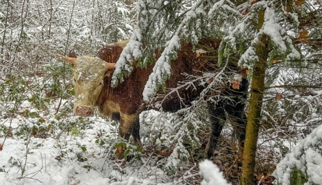 Die Ausreißer hatten sich ins Dickicht des Kirchenwaldes geflüchtet, wurden dort mit ...