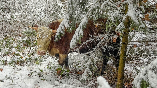 Die Ausreißer hatten sich ins Dickicht des Kirchenwaldes geflüchtet, wurden dort mit ...