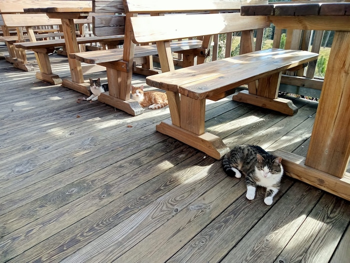 Mitte November ließen sich die Katzen zu dritt ablichten. Eine getigerte Samtpfote (li.) blieb ...