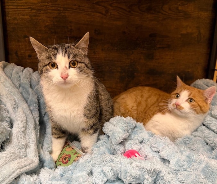 Die beiden geretteten Kater sind wohlauf und werden von der Pfotenhilfe aufgepäppelt.