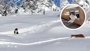 Zwei Kater sind im Tal, eine Katze aber dürfte noch am Berg herumstreunen.