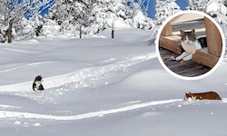 Zwei Kater sind im Tal, eine Katze aber dürfte noch am Berg herumstreunen.